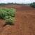 FARM in Costa Rica 4 thumbnail