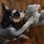 Male Mini Schnauzer 2 thumbnail