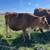 Jersey Steer 2 thumbnail