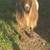 Nigerian Dwarf Goats 1 thumbnail