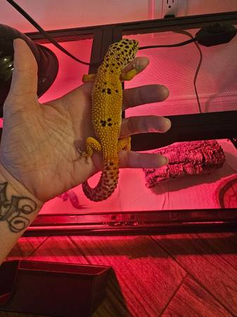 Leopard geckos & setup 1