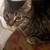 Found female tabby cat 4 thumbnail