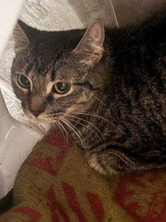 Found female tabby cat (Loring park)63906251043842123