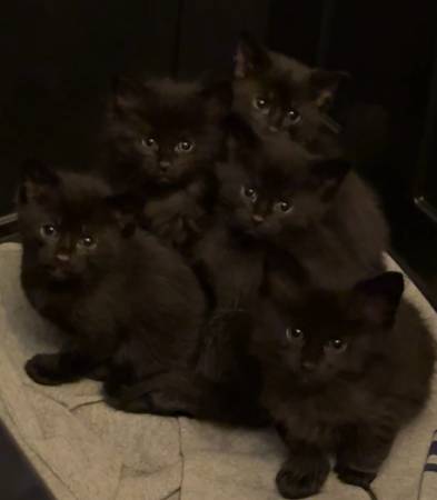 Black Kittens, Small Rehoming Fee (Zanesville)63856920804995122