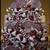 🎄 PROFESSIONAL HOLIDAY DECORATING – NORTHWEST SUBURBS 🎄 22 thumbnail