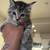 KITTENS 4 thumbnail