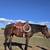 9 Thoroughbred Gelding 10 thumbnail