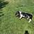 Basset hound 2 thumbnail