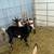 Goats for sale alpine 3 thumbnail
