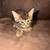 3 kittens left 2 thumbnail