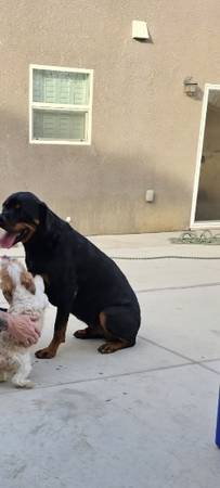 Eli ? and Ada? are Rottweilers (93620)63678139298305123
