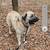 Beautiful Anatolian Shepard female owner passed , seeking loving hom 4 thumbnail