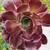 Mature Succulents For Landscaping 5 thumbnail