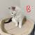 Ragdoll Kittens 🎀😻😺 8 thumbnail