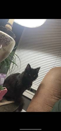 Two female cats (Sikeston)63612039927425120