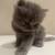 Pure Persian rare doll face and Himalayan kittens 11 thumbnail