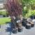 Crape Myrtle, Hydrangea, Barberries, Boxwoods, and more. $18.97 4 thumbnail