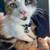 Free pregnant cats! 7 thumbnail