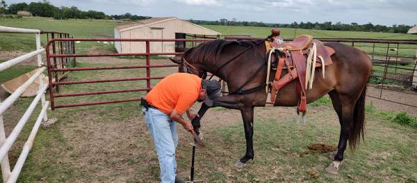 Horse Filly 1