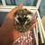 Baby Hedgehog 1 thumbnail