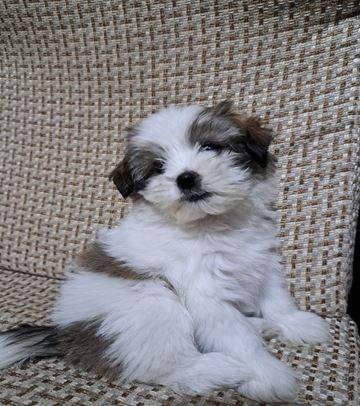 Beautiful mini ShihTzu puppies (213-478-326six)63909865980547120