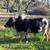 Mini zebu bull for lease 2 thumbnail