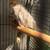 Cockatiel and Parakeet Birds (All Ages) 11 thumbnail