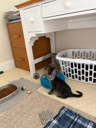 Adorable Tabby Kitten Looking For Her Forever Home 1