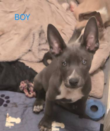 G. Shepherd/Malinois Puppies - 300 USD (Stone Mountain)63470457297283121