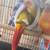 Birds 2 thumbnail