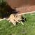 Pet Sitting & Boarding- Horses-Dogs-Cats-Farm Animals 17 thumbnail
