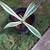 Americana Agave 3 thumbnail