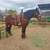 Grade gelding 3 thumbnail
