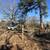 Beautiful 10 Acre Property - Fenced with Trees 2 thumbnail