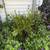 Three free evergreen bushes 2 thumbnail