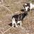 Nigerian Mini Dwarf Goats 3 thumbnail