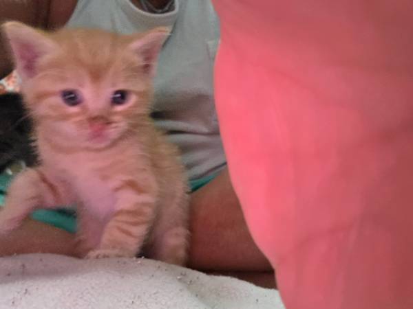 6 bebés peludos buscando sus hogares para siempre63836589790595123