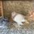 pigeons exotics rare palomas 1 thumbnail