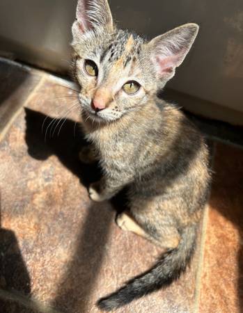 Kittens small rehoming fee (Manvel)63859317938817122