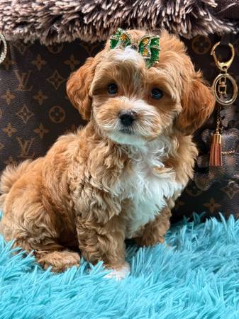malripoo males (Hollywood)63936141587459120