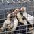 Muscovy ducks 2 thumbnail