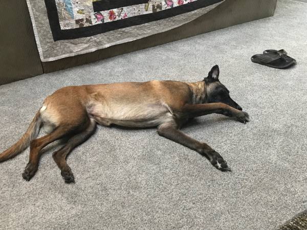 Rehoming my dog… (santa cruz)63909866143107122
