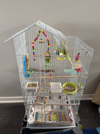 Parakeets with the cage setup 1