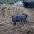 Feeder Pigs 3 thumbnail