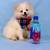 Teacup Pomeranian Puppies 6 thumbnail