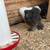 Silkie Roo ( true black ) 3 thumbnail