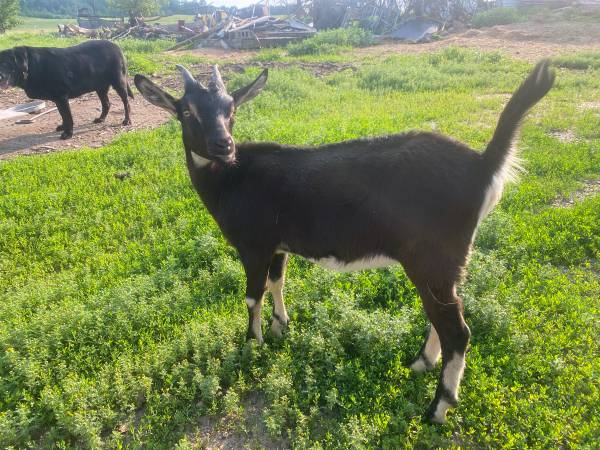 Alpine Lawn Mowing Helpers 1