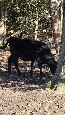 Cattle - Heifer- calf 1
