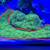 Green Star Polyps 3 thumbnail