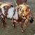Boar Goats 1 thumbnail